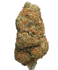 Northern light Stain