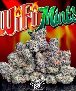 Jungle Boys Wifi Mints