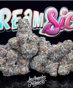 Jungle Boys Creamsicle